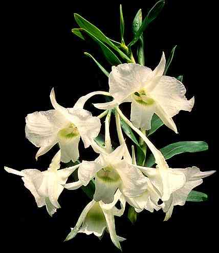 Dendrobium dearei